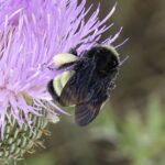bombus pensylvanicus