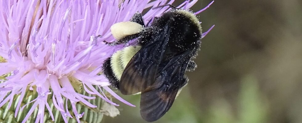 bombus pensylvanicus