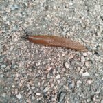 Spanische Wegschnecke
