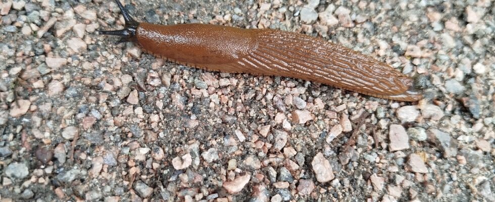 spanische wegschnecke