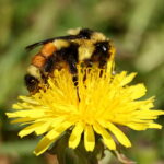 bombus ternarius