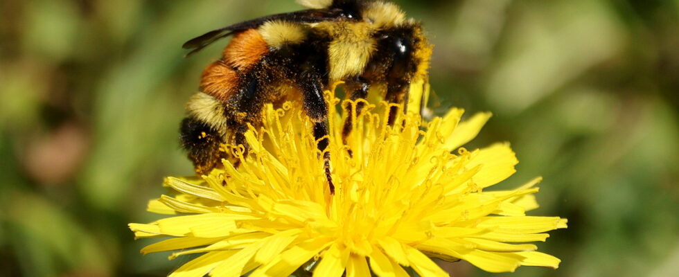 bombus ternarius