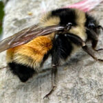 ternarius