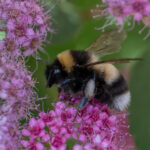 Bombus sporadicus