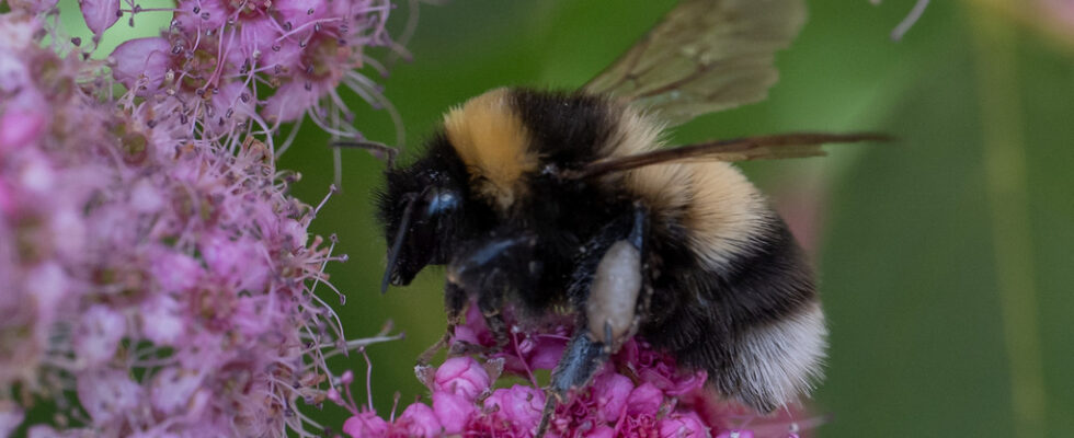 Bombus sporadicus