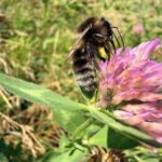 Veränderliche Hummel