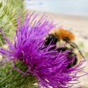 Mooshummel (Bombus muscorum)