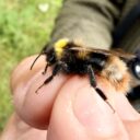Vierfarbige Kuckuckshummel (Bombus quadricolor)