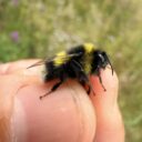 Glockenblumen-Hummel / Distelhummel (Bombus soroeensis)