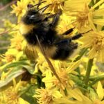 Bombus sporadicus