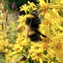 Bombus sporadicus