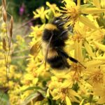 Bombus sporadicus