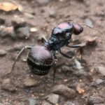 Messor cephalotes