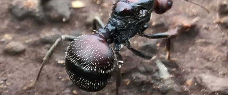 Messor cephalotes