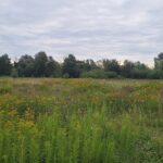 Pollenkalender: Warum Blütenstaub bunt leuchtet blumenwiese