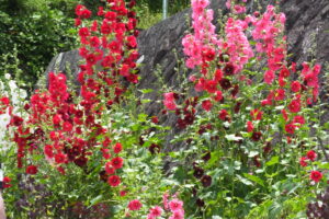 Stockrose