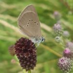 Wiesenkopf Ameisenbläuling