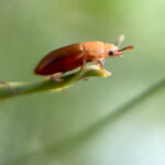 Antherophagus