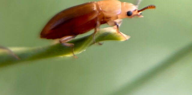 Antherophagus