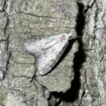 Aphomia sociella