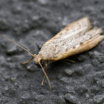 Aphomia sociella
