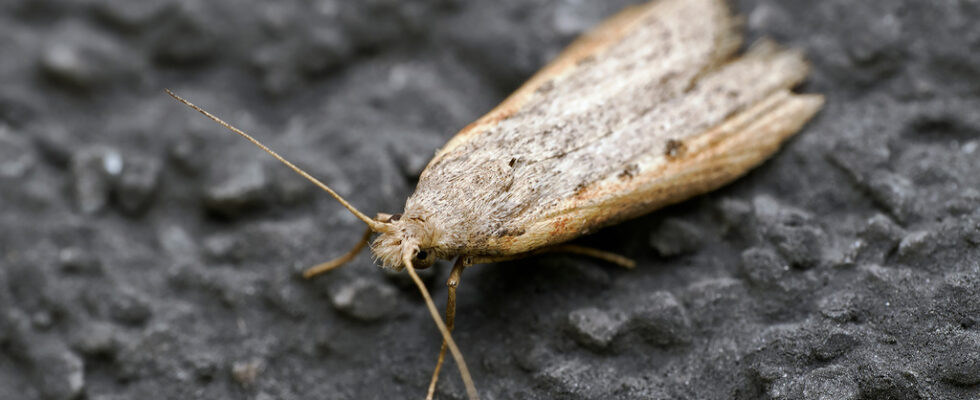 Aphomia sociella