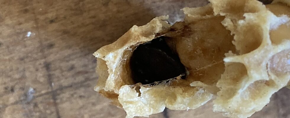Black Queen Cell Virus