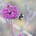 Bombus kashmirensis