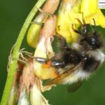 Bombus kashmirensis
