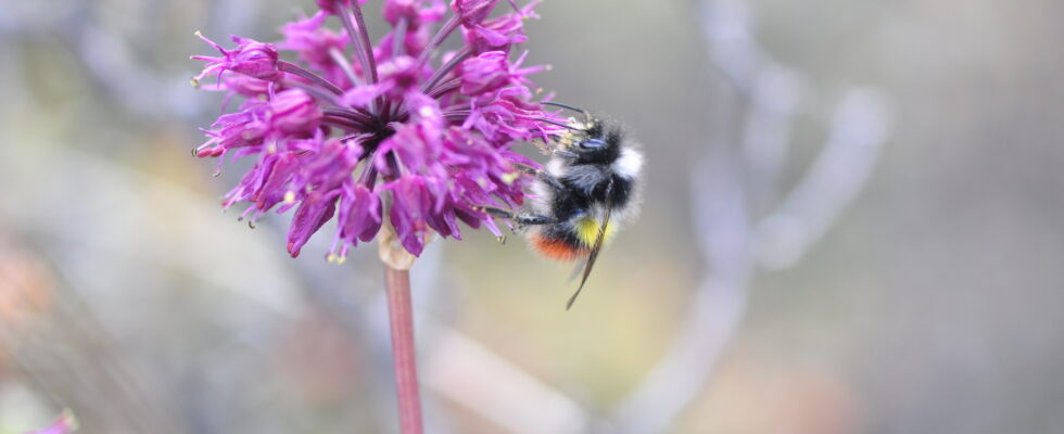 Bombus kashmirensis