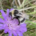 Bombus lucorum, Hellgelbe Erdhummel
