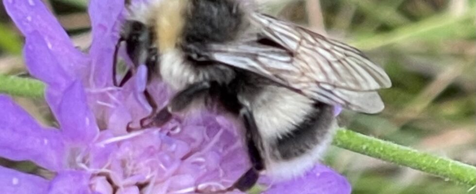Bombus lucorum, Hellgelbe Erdhummel