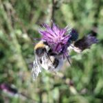 Bombus lucorum, Hellgelbe Erdhummel