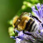 Bombus lucorum, Hellgelbe Erdhummel