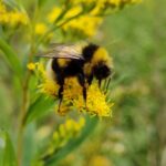 Große Erdhummel (Bombus magnus) Bombus magnus