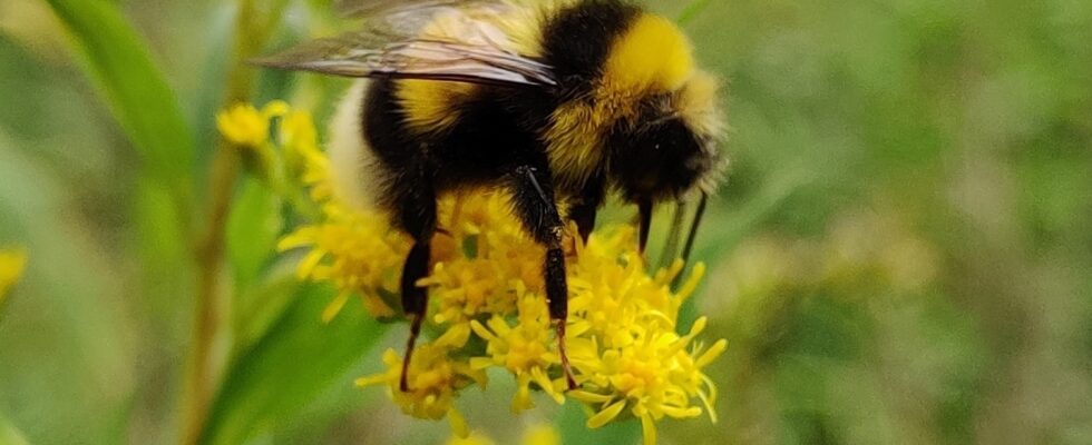 Bombus magnus