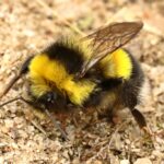 Bombus magnus