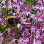 Bombus magnus