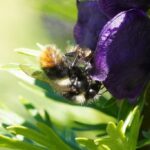 Bombus mendax