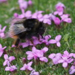 Trughummel Bombus mendax