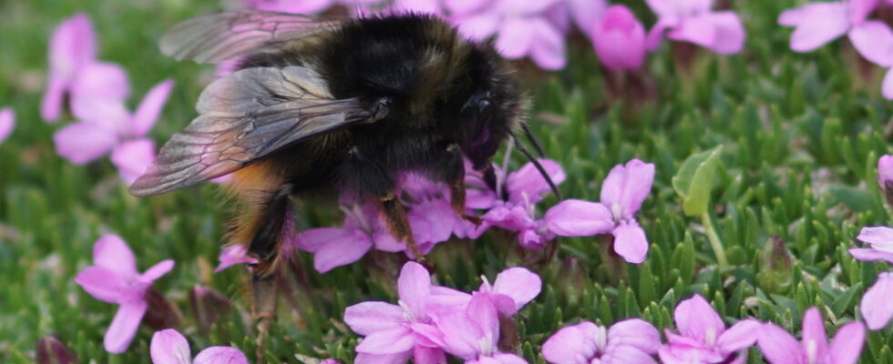 Bombus mendax