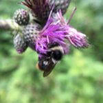 Bombus mendax