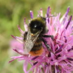 Bombus pomorum