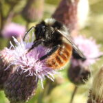 Bombus pomorum