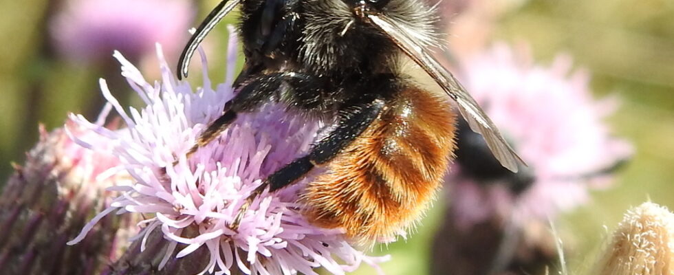 Bombus pomorum