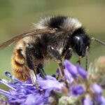 Bombus pomorum