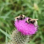 Wald-Kuckuckshummel