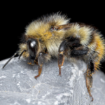 Unerwartete Hummel