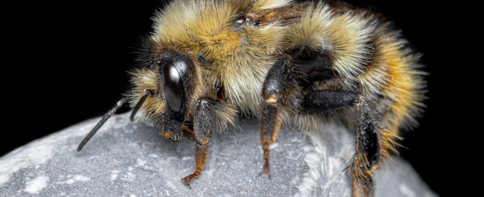 Unerwartete Hummel