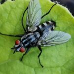 Brachicoma devia